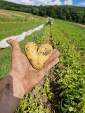 Kartoffeln, Anuschka 12,5Kg