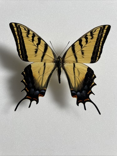 Entomologie*Papilio
