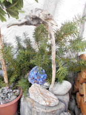 Skulptur Schwemmholz Treibholz Tier Vogel Kopf Deko ca. 49 cm