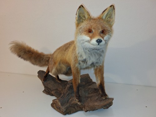 Jagdtrophäe tierpräparat - jagdtrophäe,,