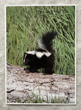 1 AK XXL Streifenskunk Skunk Stinktier Marder Raubtier - USA 1 !!! *