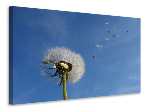 Leinwandbild pusteblume ich - pusteblume,