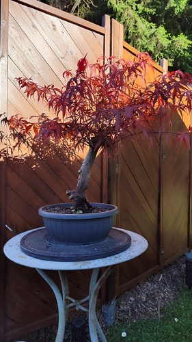 Acer palmatum red pygmy - palmatum,