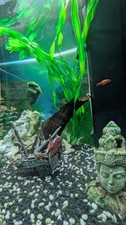 Juwel Lido 120 Aquarium mit
