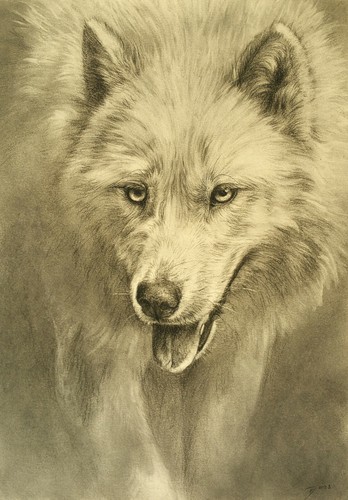 Original kohlezeichnung 30x42 - original, kohlezeichnung,