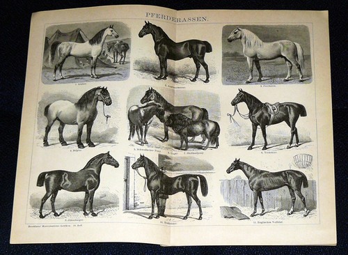 Pferderassen araber trakehner - pferderassen,