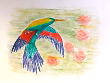 Aquarell:  Kolibri - Original