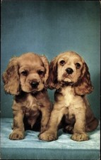 Ak Zwei junge Hunde, Welpen, Spaniels - 3967289