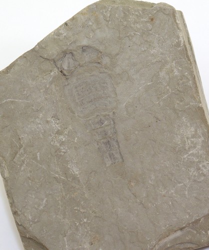 Seeskorpion balteurypterus - seeskorpion,,