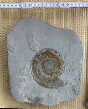Ammonit-Posidonien-Schieferpla