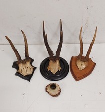 Konvolut 3 x altes Rehbock Geweih + Kerzenständer / Gehörne Trophäe, Geweihe.