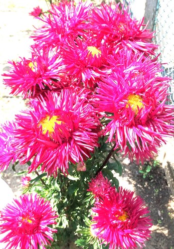 Gartenblumen aster samen - aster, 50