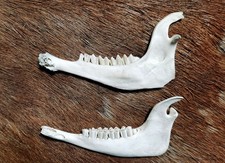 Ziege Schaf Gebiss Zähne