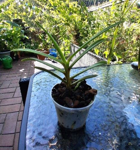 Renanthera monachica vanda - x,