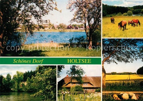 Holtsee pferde weiher - pferde,