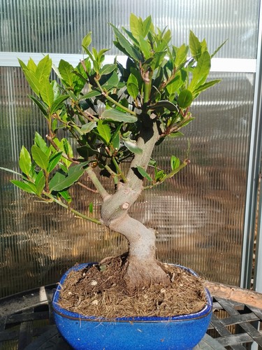 Bonsai laurus nobilis shohin - laurus,