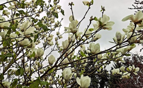 Kleinblütige weiße magnolie - weiße,