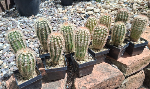 Stück echinocereus - 2,