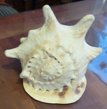 natürliche echte Schnecke große Helmschnecke Muschelhorn Muschel Deko 20 cm