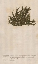 Lichen Flechte moss Moos Naturselbstdruck nature printing Kniphof 1757