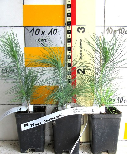 Pinus roxburghii seltene - roxburghii,