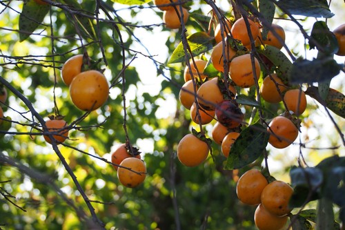 Kakipflaume diospyros kaki - kakipflaume,