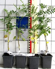 Glycyrrhiza uralensis  ---  Chinesisches Süßholz, Lakritzewurzel, Pflanze