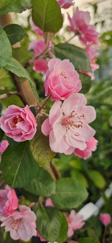 Malus hybr brandy - magic', /