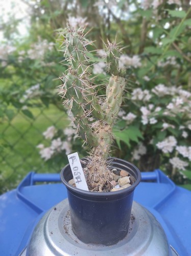 Cylindropuntia imbricata