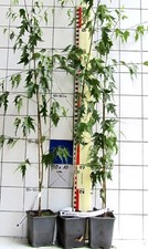 Betula p."Dalecarlica", seltene geschlitzte Ornäs-Birke