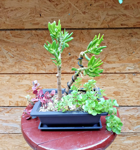 Pre bonsai crassula ovata - pre-bonsai,