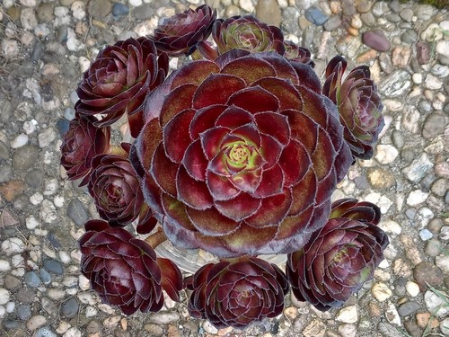Aeonium black halloween - aeonium,