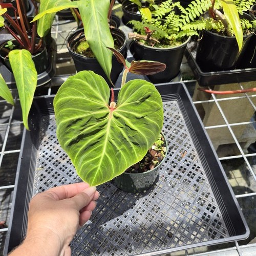 Philodendron verrucosum amazon - verrucosum,