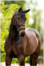 BR Trense, Badezaum mit