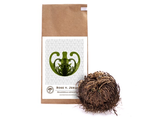 Rose von jericho - jericho,, selaginella