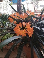 Orange Clivia Clivia Miniata