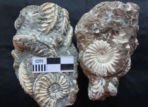 Ammonit fossilien konvolut - ammonit,