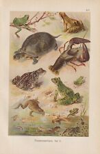 Schildkröte Laubfrosch Flusskrebs CHROMOLITHOGRAPHIE um 1900 Kaulquappen
