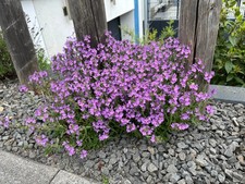 Blumensamen, ALPEN-LEBERBALSAM
