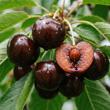 Kirschbaum Große Schwarze