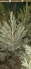 Sequoiadendron giganteum - sequoiadendron,