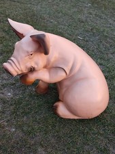 Schwein sitzend Hausschwein