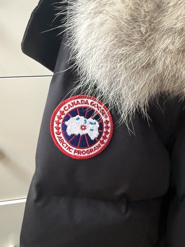 Canada goose winter - canada,