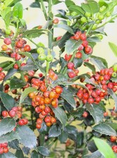 Stechpalme Ilex Heckenfee