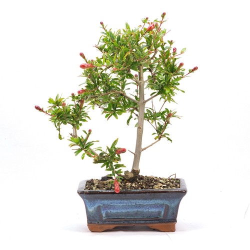 Bonsai granatapfel punica - bonsai,