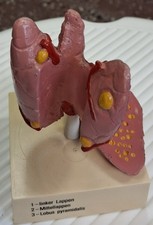 anatomisches Modell der