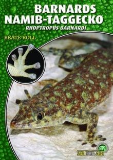 Barnards namib taggecko von - barnards, namib-taggecko