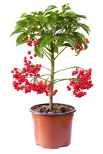 SAMEN Exot Pflanzen Samen