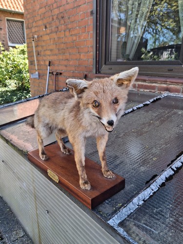 Präparierter fuchs aus - präparierter,