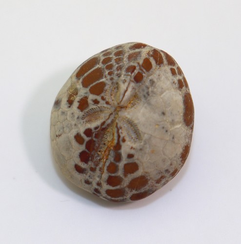 Seeigel cyclaster pfenderae - seeigel,,